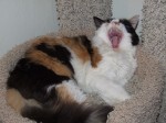 Rachel, relaxed and happy in her Armarkat cat tree.