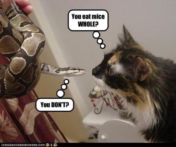 Cat-and-snake-discuss-mice