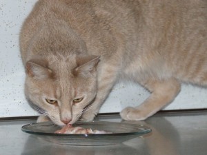 Ralph eating a plate of fresh turkey.