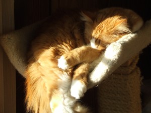 Allen, snoozing in the sun after devouring a meal of beef stew chunks.