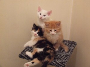 Rachel, Allen & Ollie as adorable kittens.