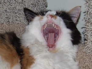 Feline Dental and Oral Health