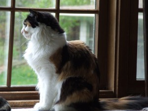 Rachel watching the squirrels cavort in the yard.