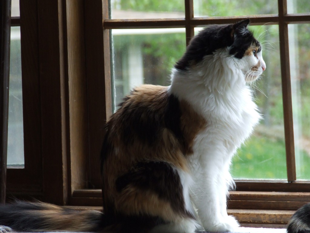 Rachel watching the squirrels cavorting in the yard.