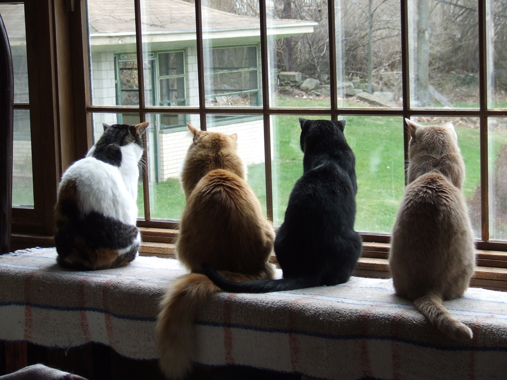CatCentric kitties Meghan, Allen, Spencer, and Ralph watching a squirrel in the yard.