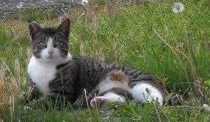 A healthy feral from a well-managed feral cat colony.