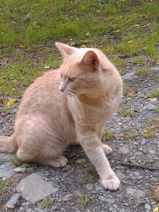 Baloo, a healthy feral.