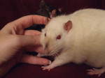 Charles, a wonderful ratty friend of mine.