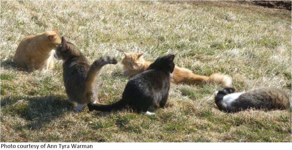 Feral Cat Colony