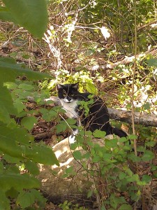 Khol, part of a managed feral cat colony.