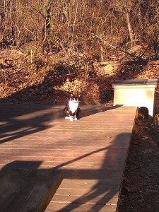 Kohl, sitting next to a Feral Cat Villa.