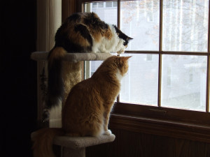 Rachel and Allen bird-watching.