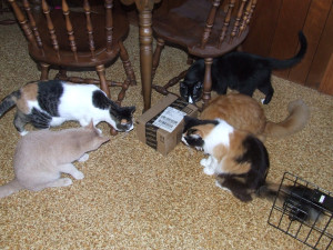 Ralph, Meghan, Spencer, Allen and Rachel can tell that box contains treats for them!