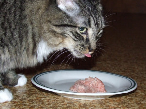 Heather with one of her first raw meals.