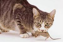 Cat with mouse in mouth, cropped