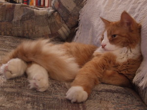 Allen, relaxing at home on the couch.