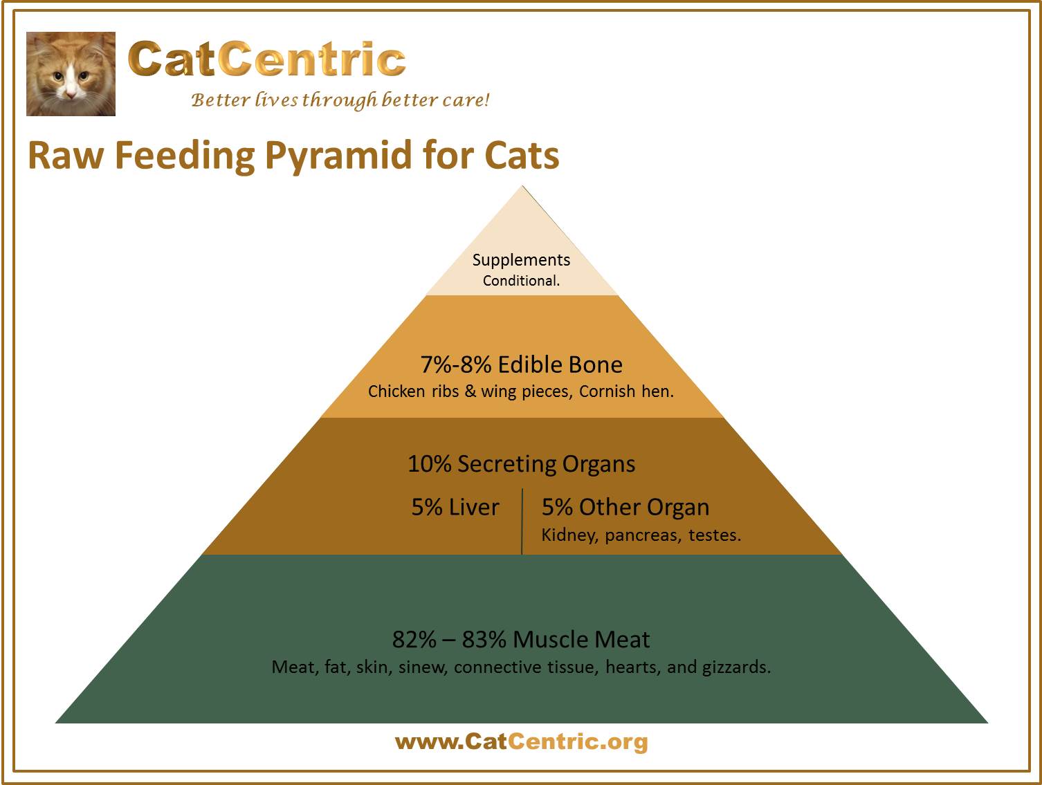 Feeding raw 2024 to cats