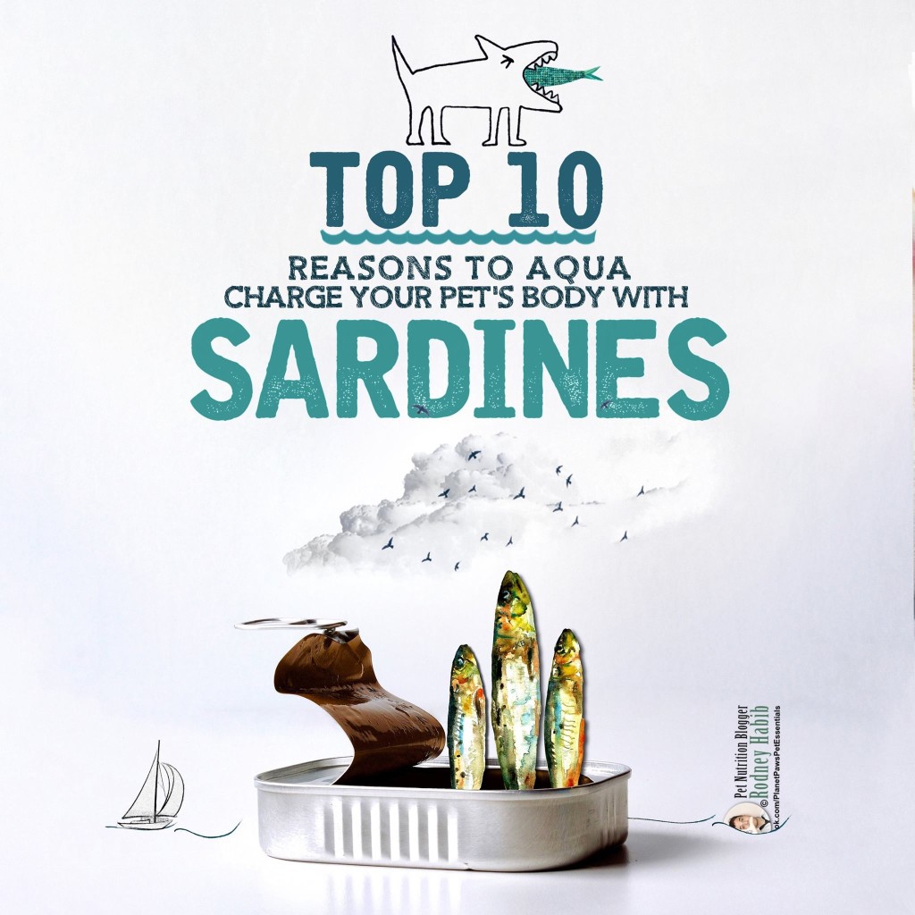 are sardines for dogs ok