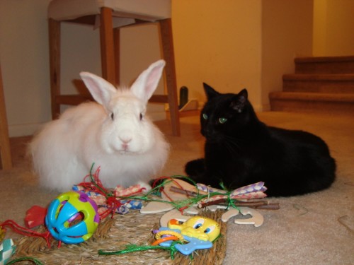 A CatCentric "Ask the Expert” Session: "Rabbits and Cats: A dynamic duo or trouble waiting to happen?"