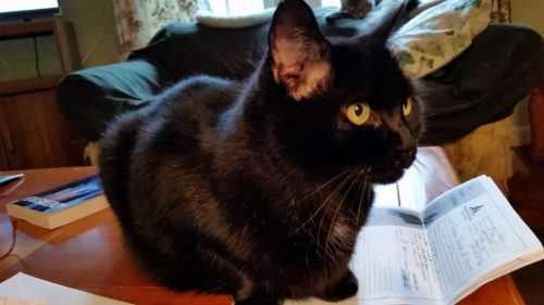 A Kickstarter Campaign in support of Black Cat adoptions!